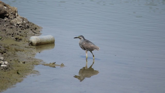 Striated Heron (Old World) - ML220007221