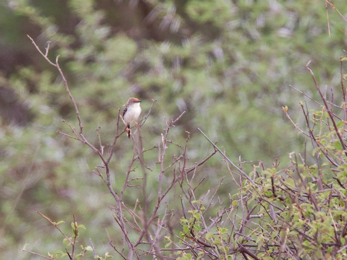 Prinia de Rüppell (rufifrons/smithi) - ML220007491