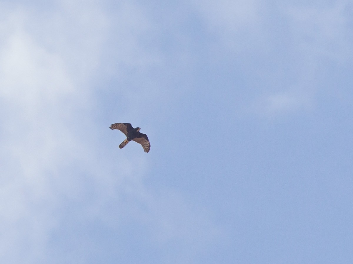 Black Goshawk - ML220007581