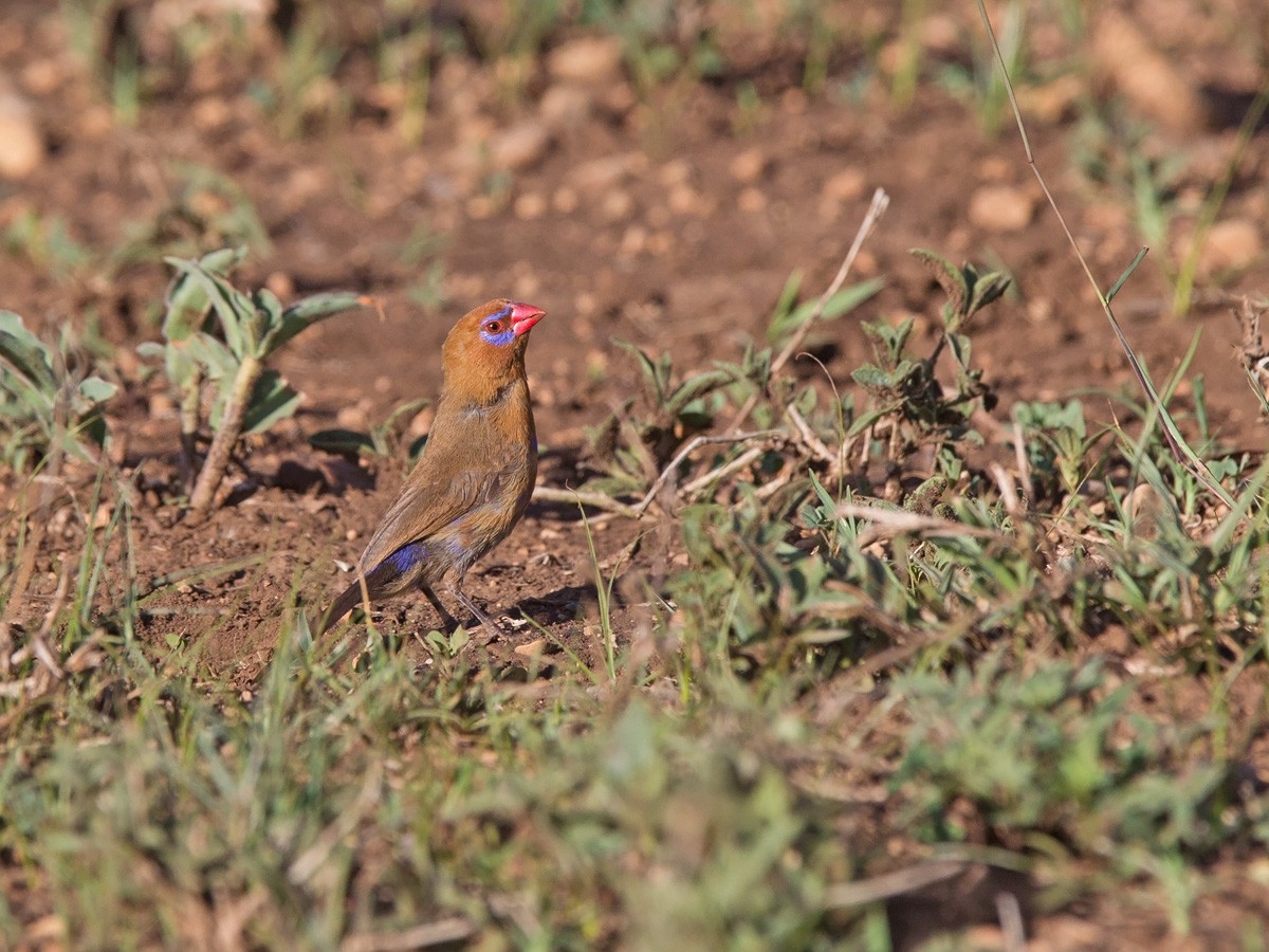 Purple Grenadier - ML220007611