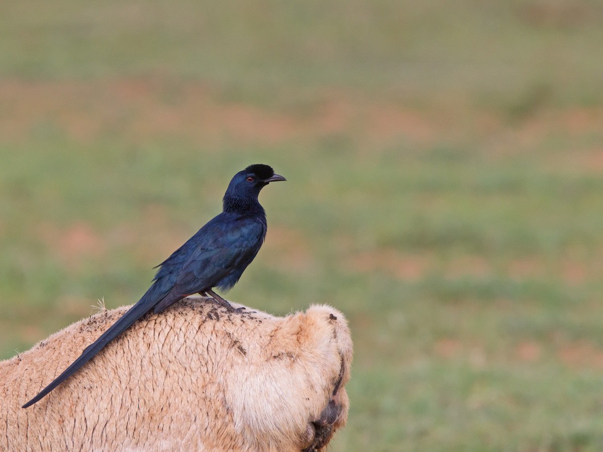 Bristle-crowned Starling - ML220008091