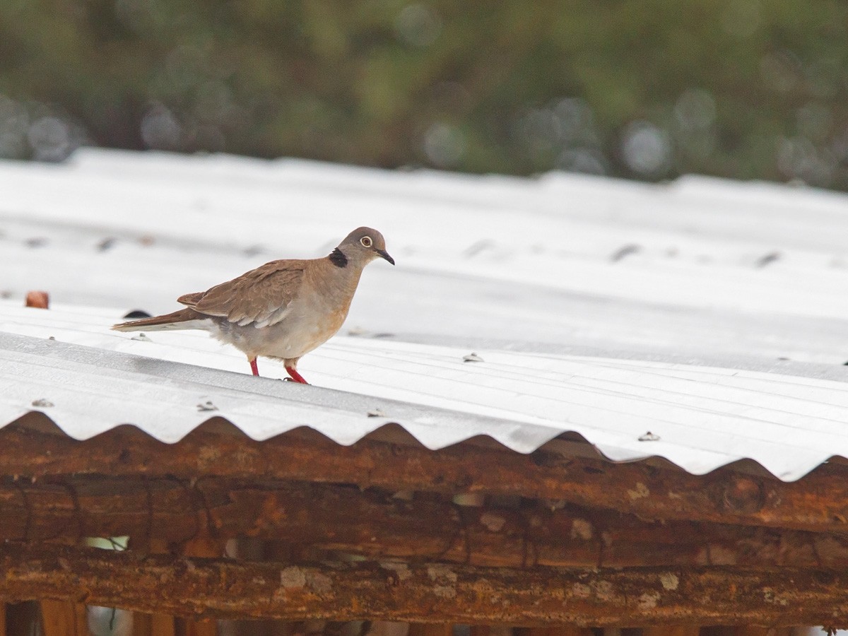 White-winged Collared-Dove - ML220008281