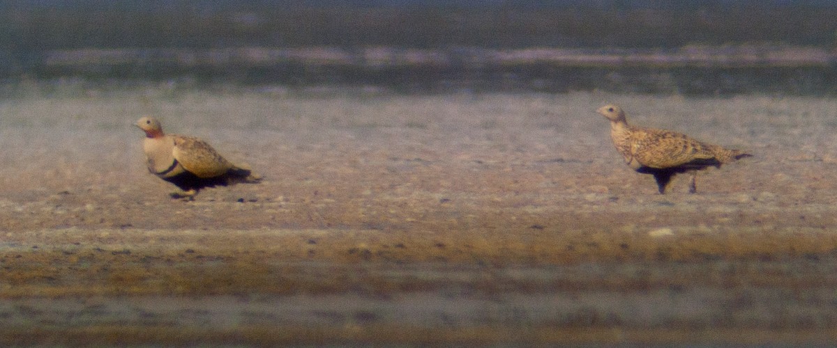 Black-bellied Sandgrouse - ML220008421