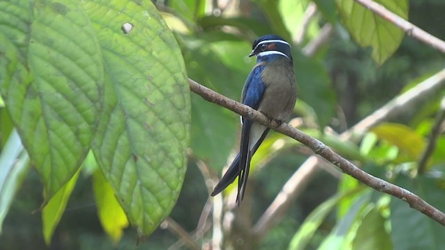 Whiskered Treeswift - ML220008731