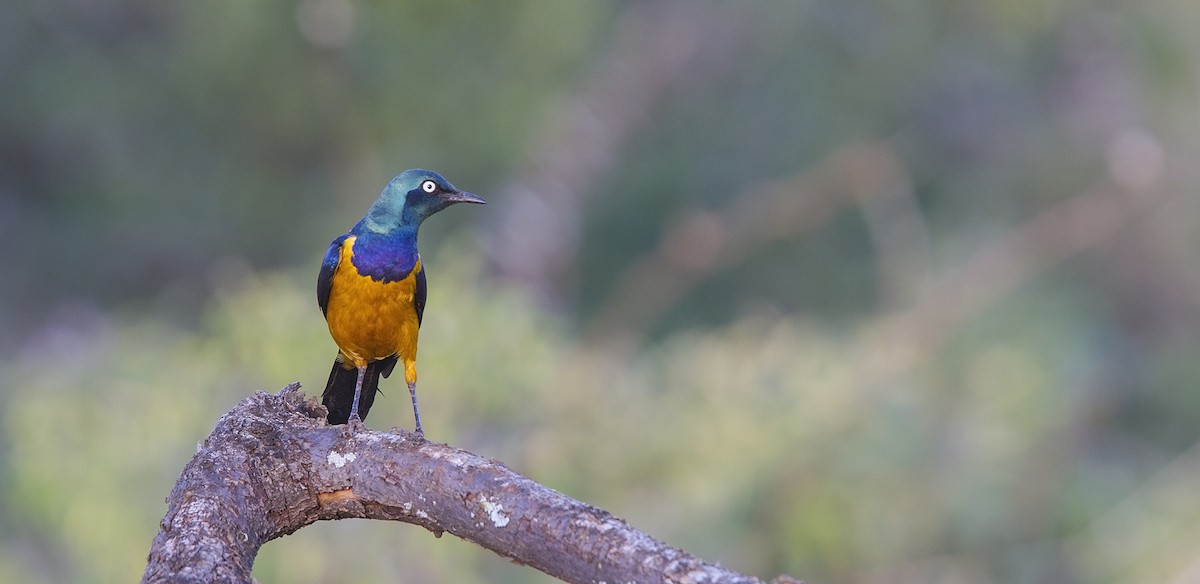 Golden-breasted Starling - Niall D Perrins