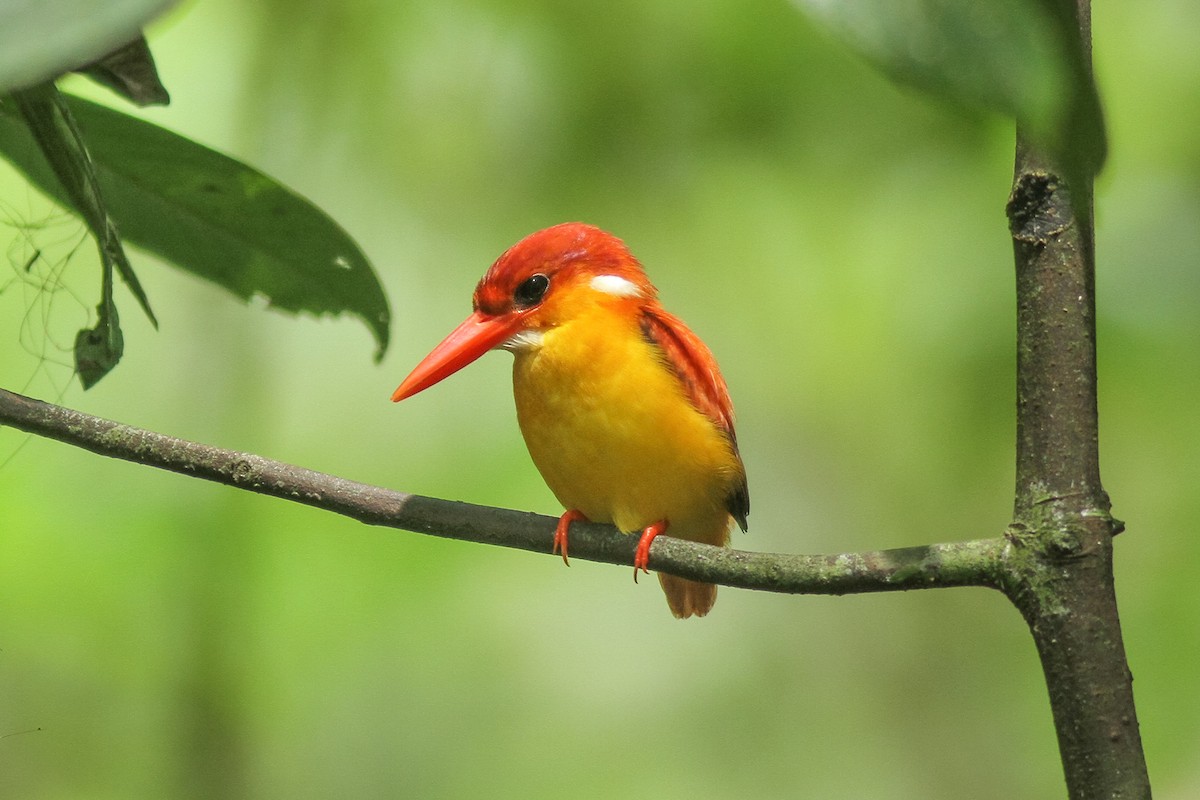 Rufous-backed Dwarf-Kingfisher - ML220009281