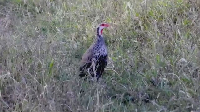 Red-necked Spurfowl - ML220009521