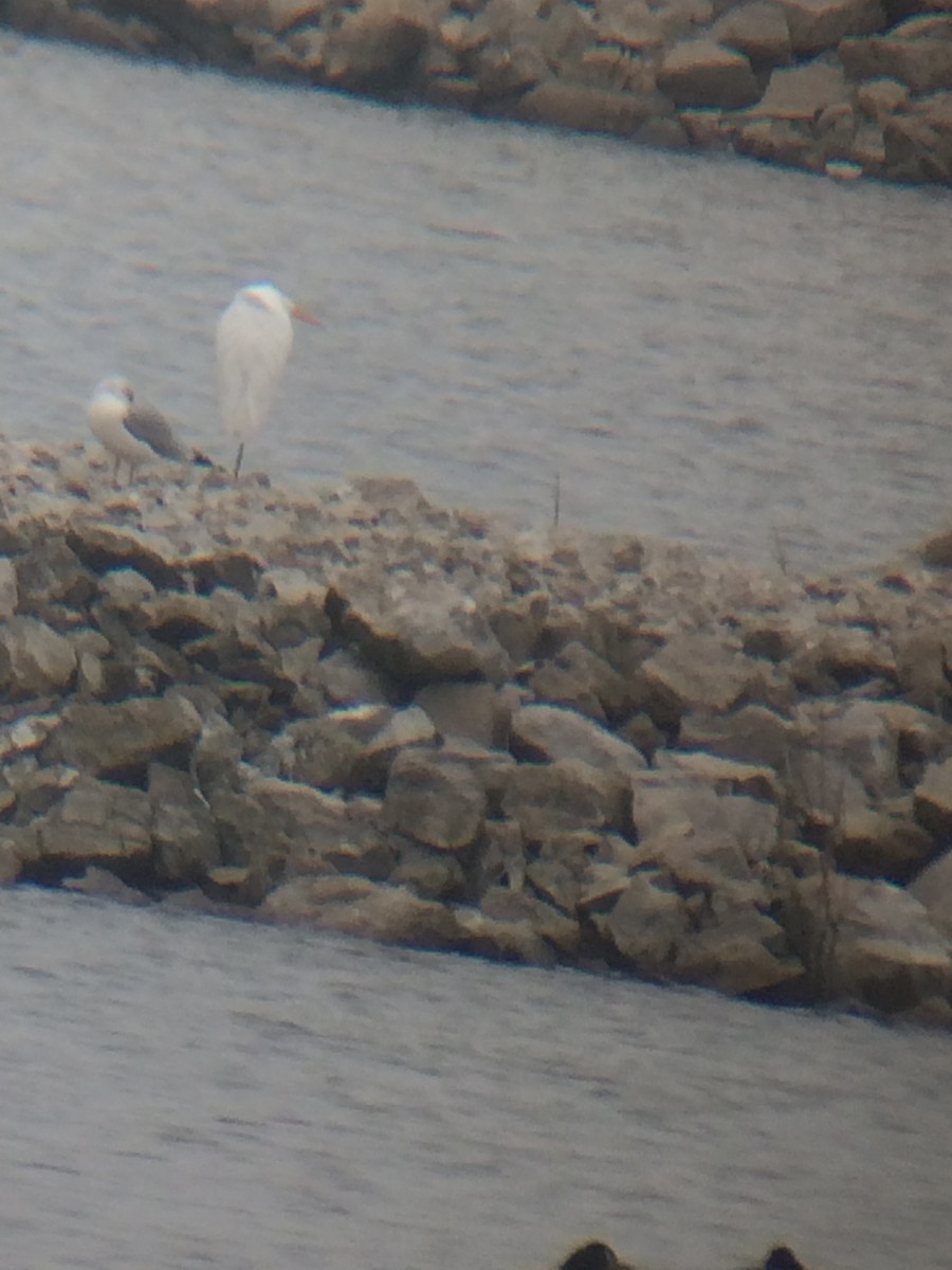 Great Egret - ML22001231