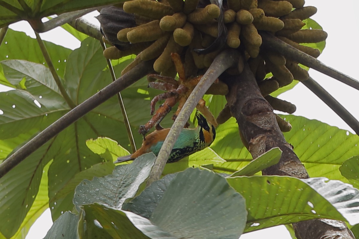 Golden-eared Tanager - ML220014941