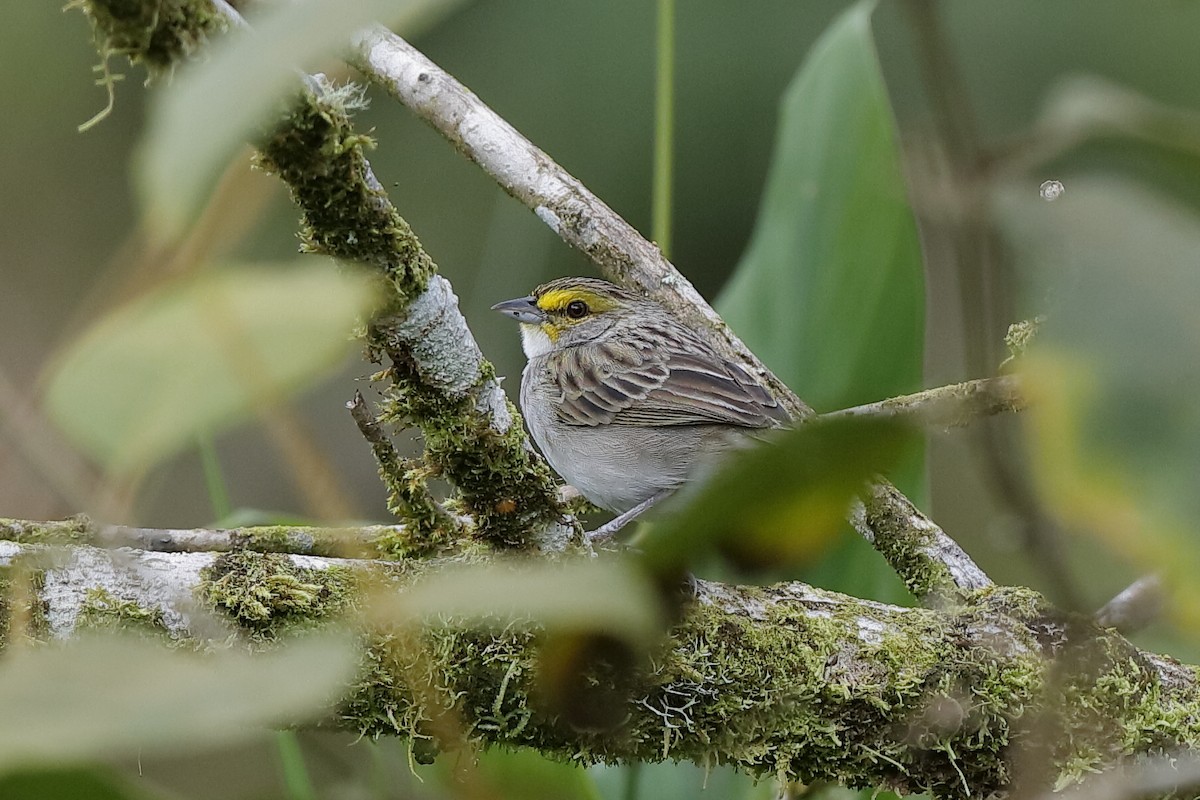 Yellow-browed Sparrow - Holger Teichmann
