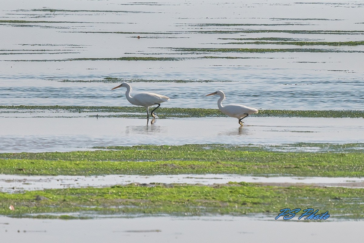 Chinese Egret - Pary  Sivaraman