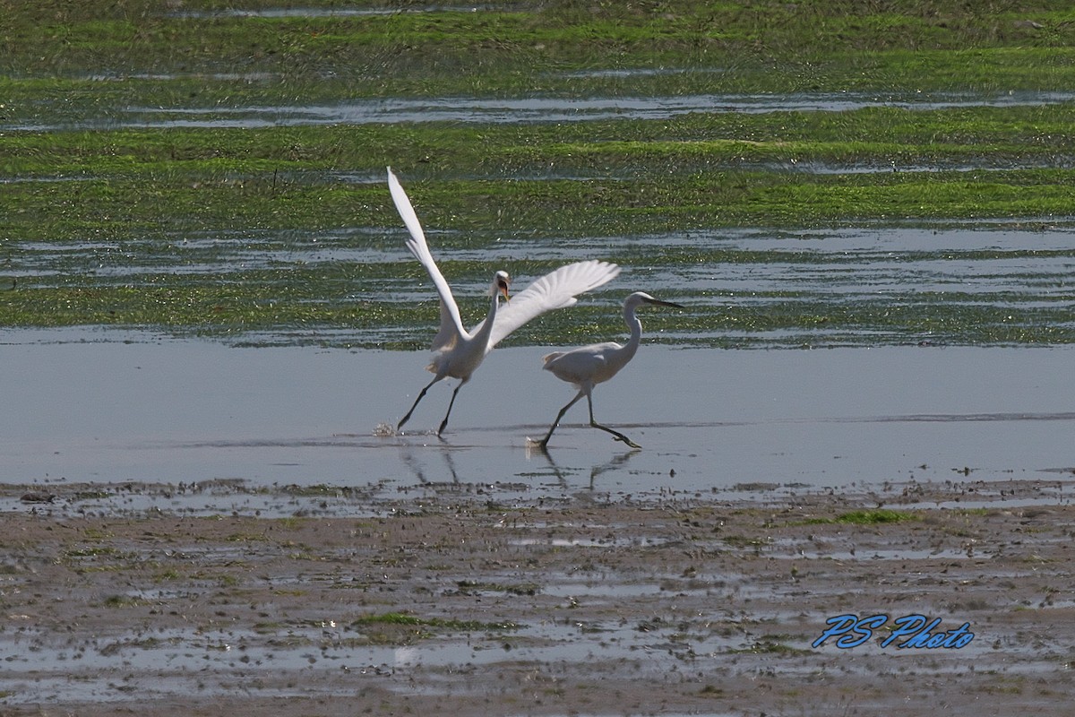 Chinese Egret - Pary  Sivaraman