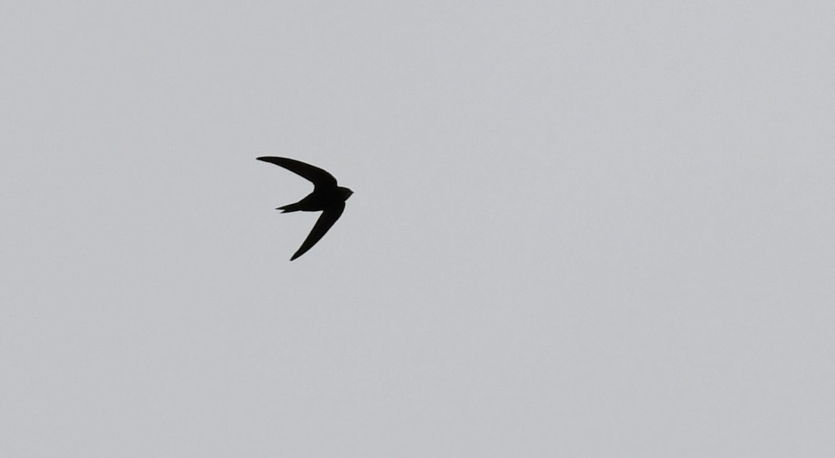 Common Swift - Ricard Gutiérrez