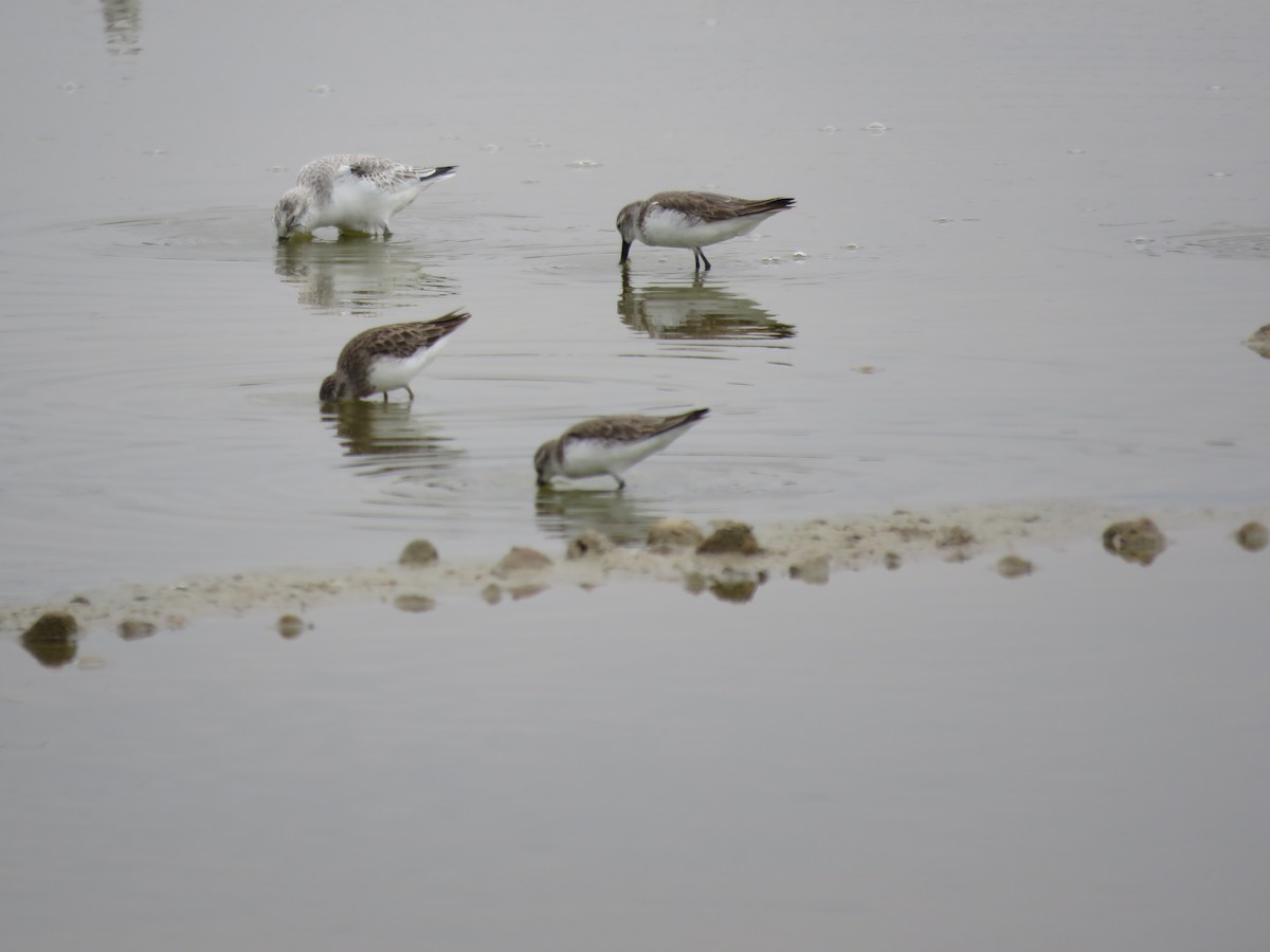 Western Sandpiper - ML220015981