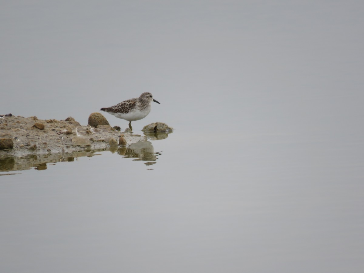 Least Sandpiper - ML220016031