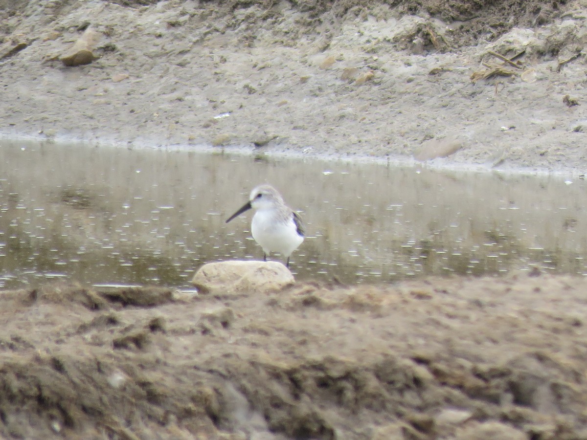 Western Sandpiper - ML220016081