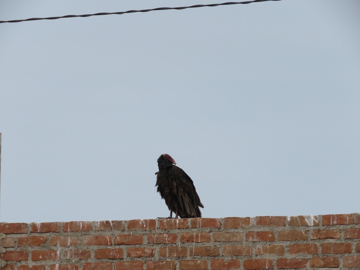 Turkey Vulture - Fernando Angulo - CORBIDI