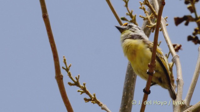 Sarı Alınlı Cüce Barbet - ML220016421