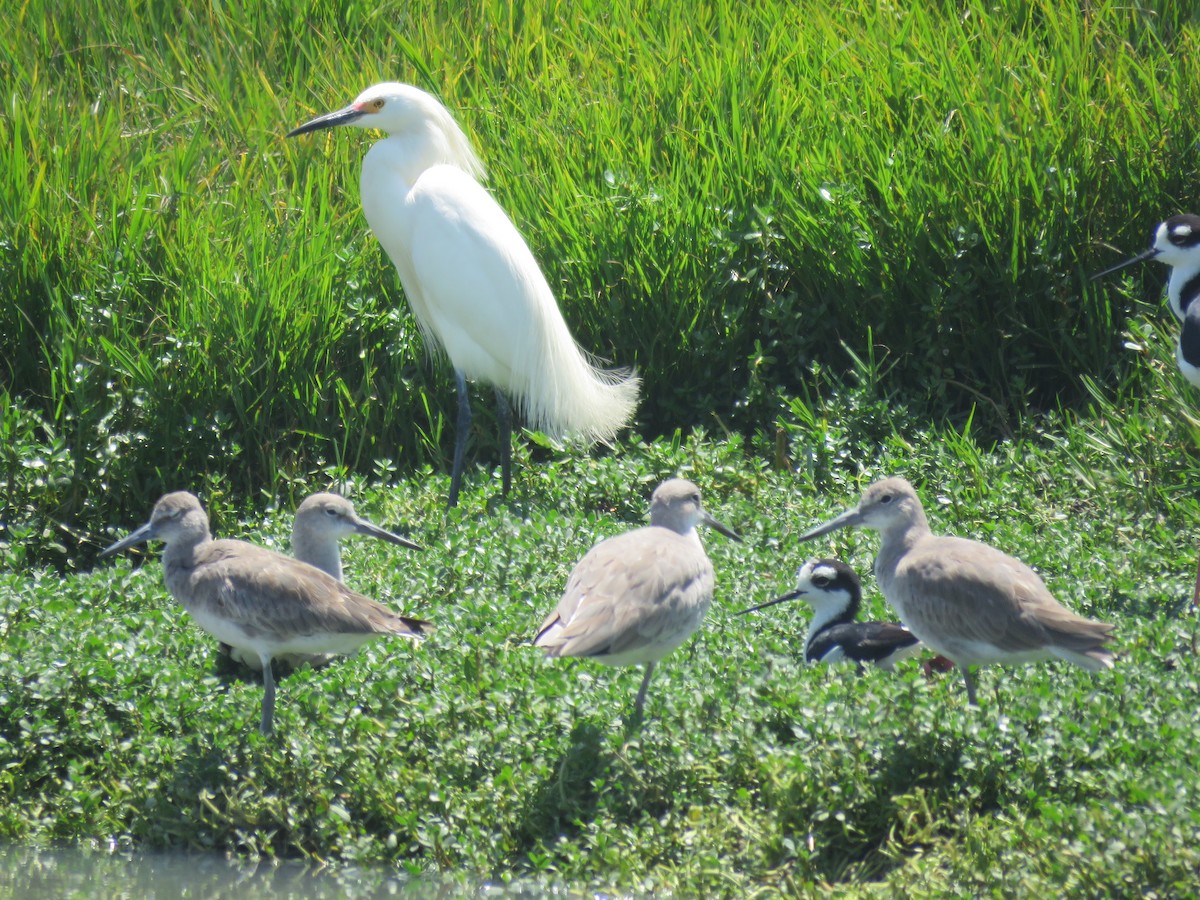 Willet - ML220017031