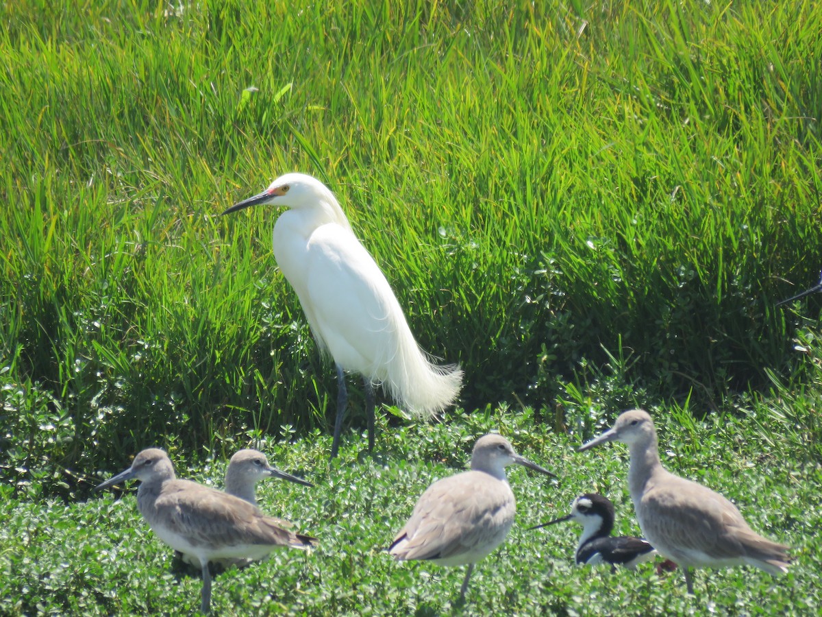 Willet - ML220017041