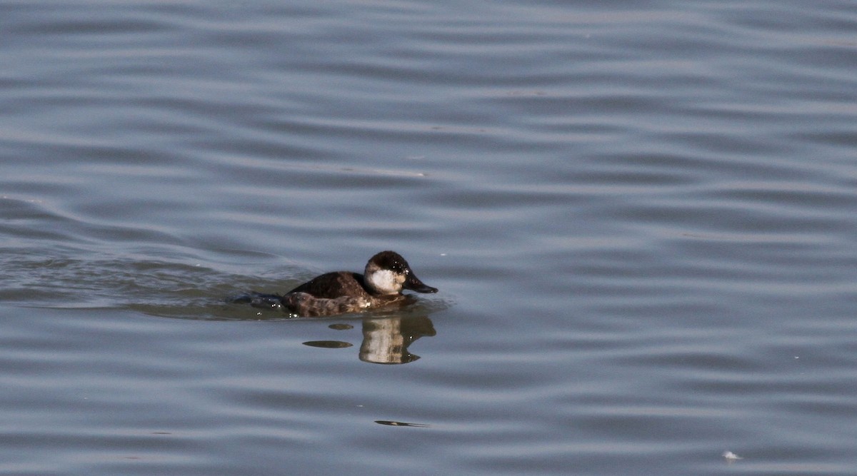 Ruddy Duck - ML22001731