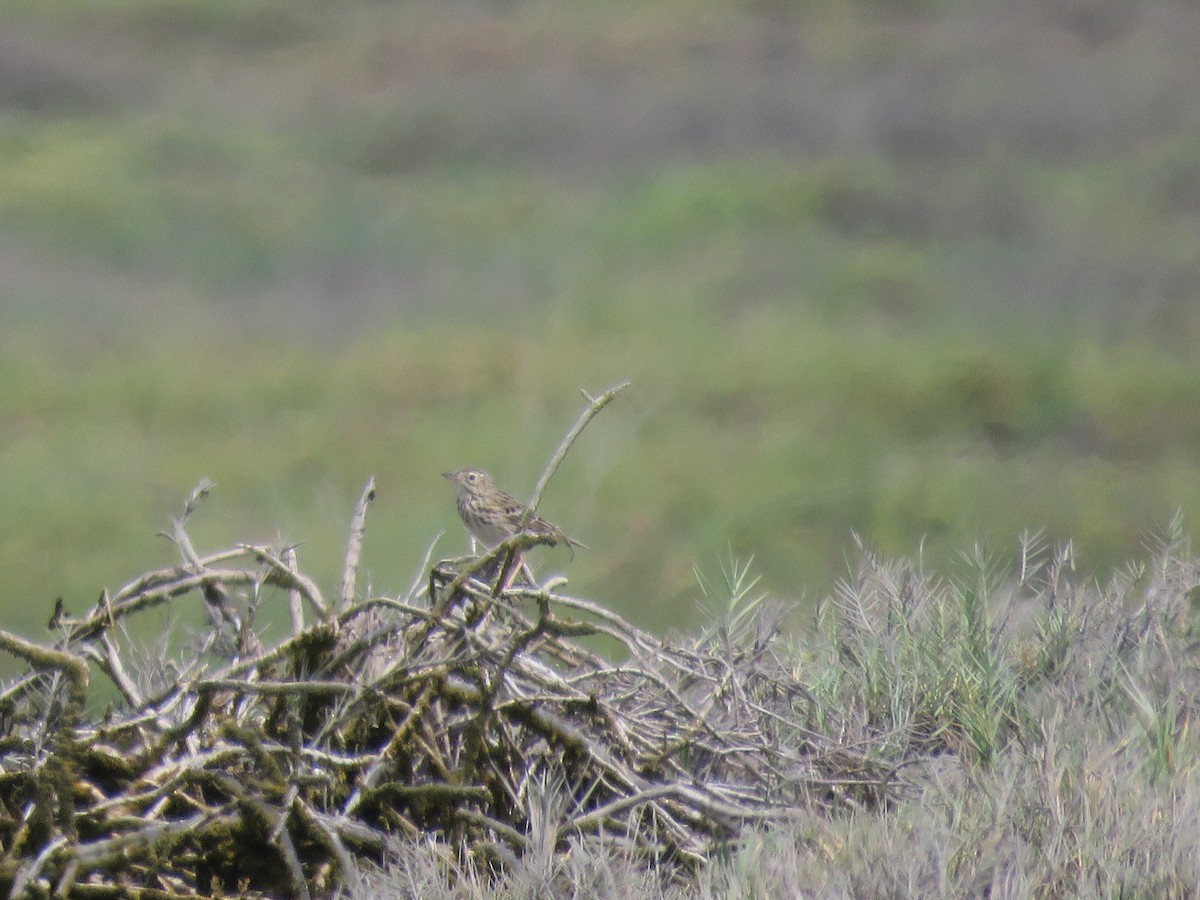 Peruvian Pipit - ML220017691