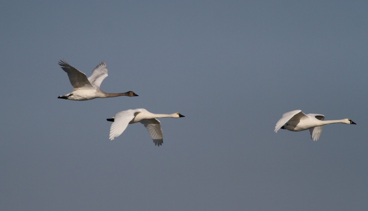 Tundra Swan - ML22001851