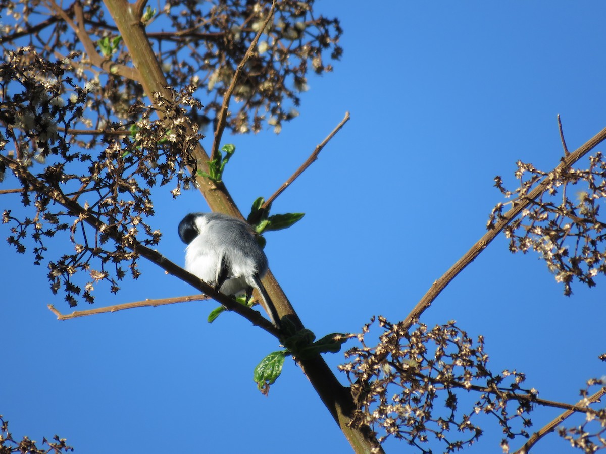 Tropical Gnatcatcher - ML220019101