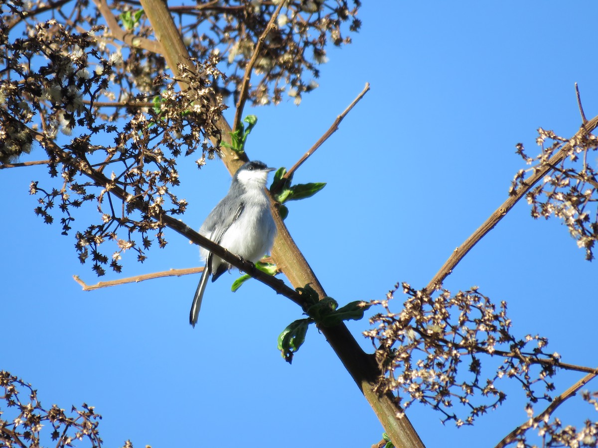 Tropical Gnatcatcher - ML220019181