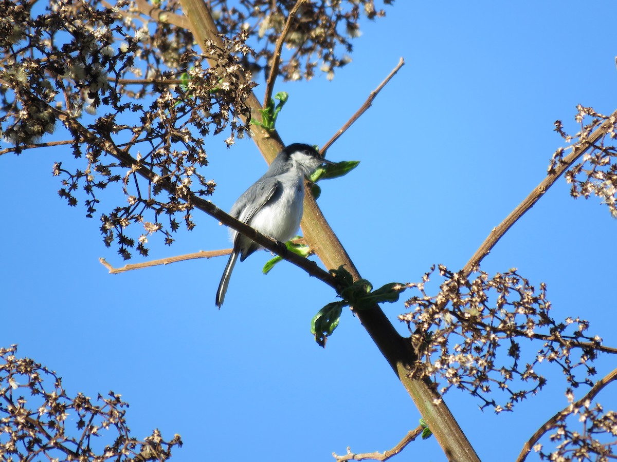 Tropical Gnatcatcher - ML220019201