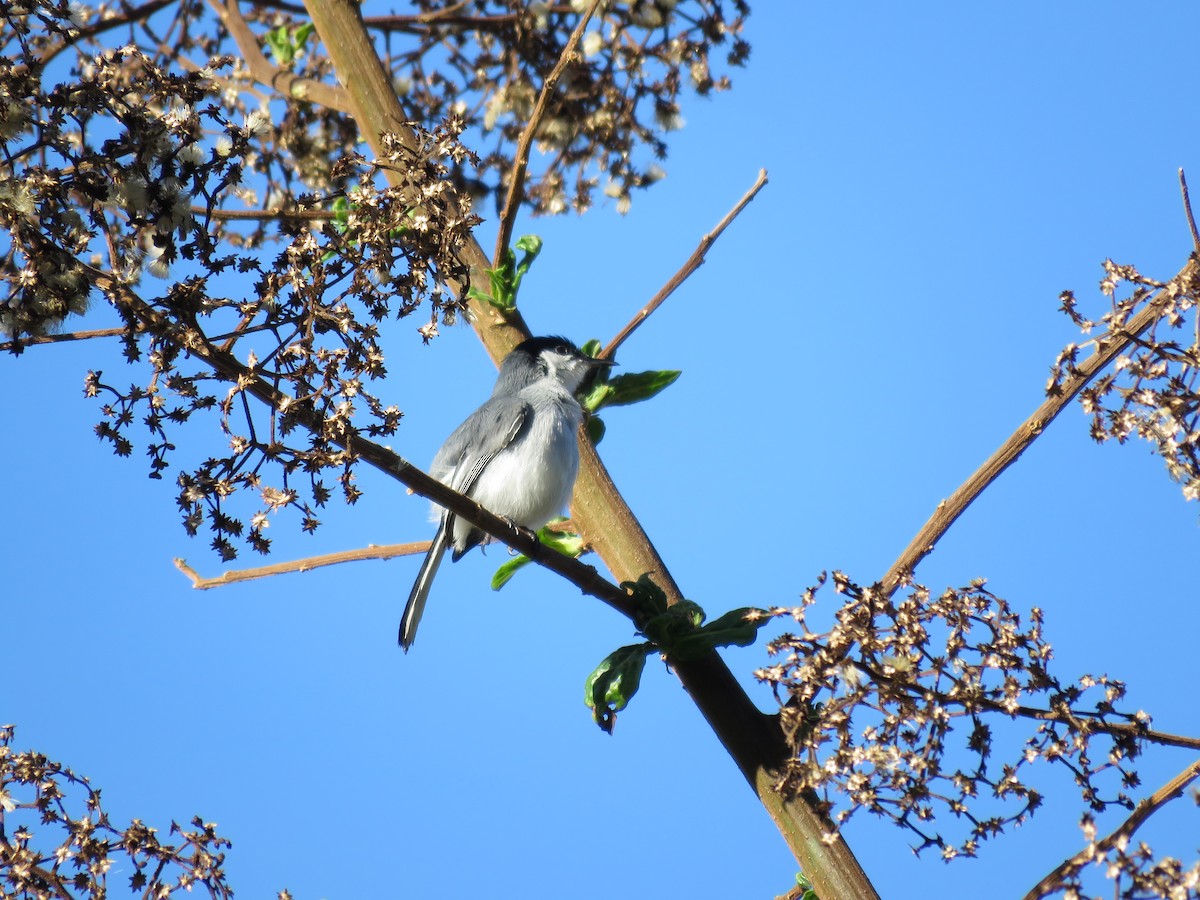 Tropical Gnatcatcher - ML220019231