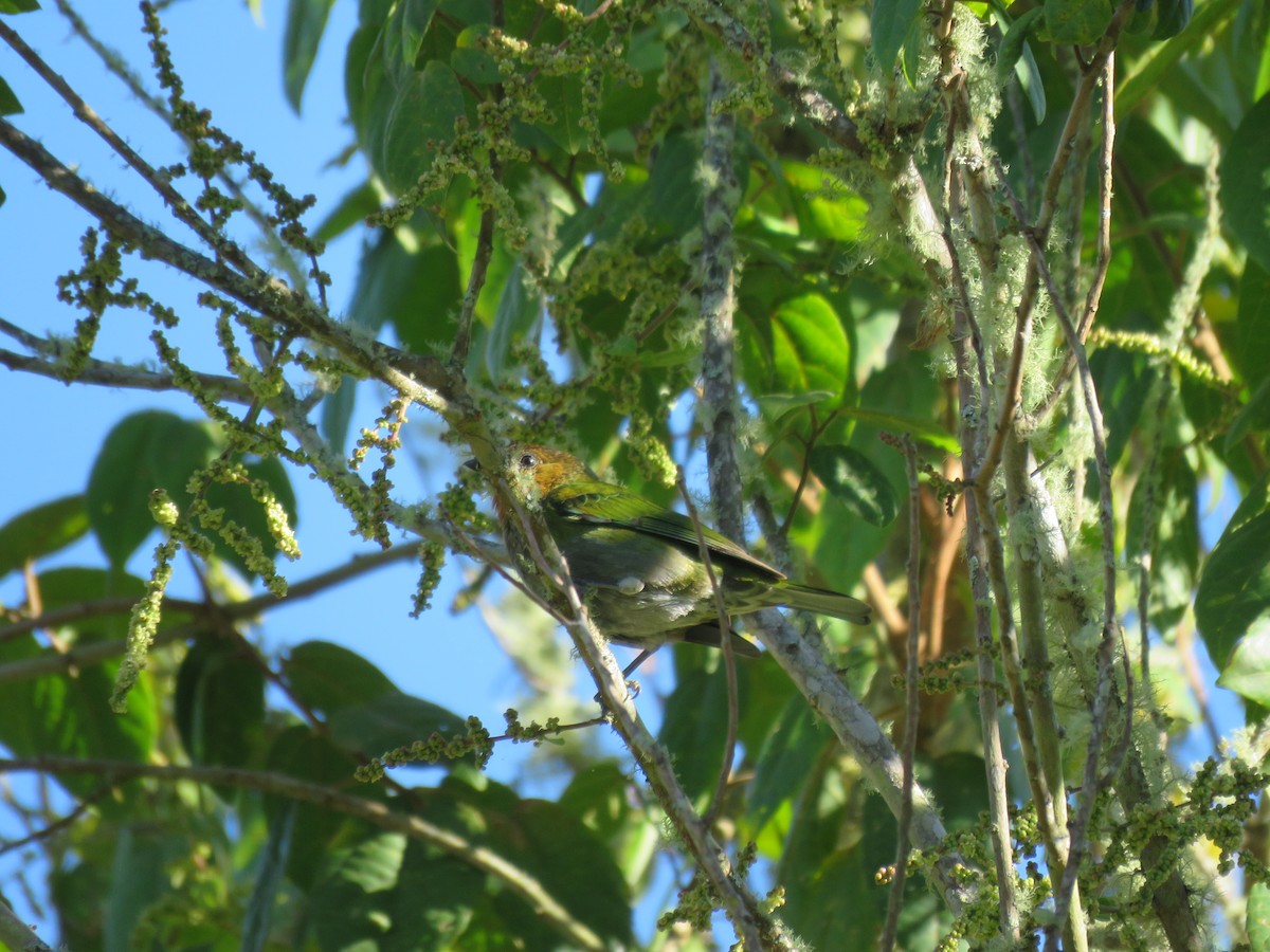 Silvery Tanager - ML220019301