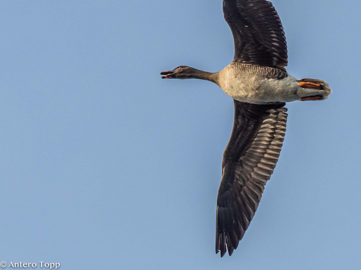 Tundra Bean-Goose - Antero Topp