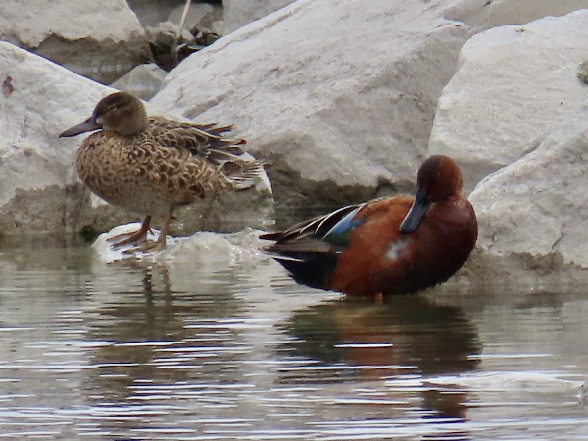 Cinnamon Teal - ML220019581