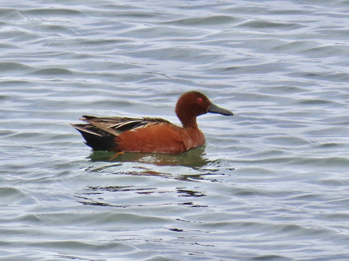 Cinnamon Teal - ML220019621
