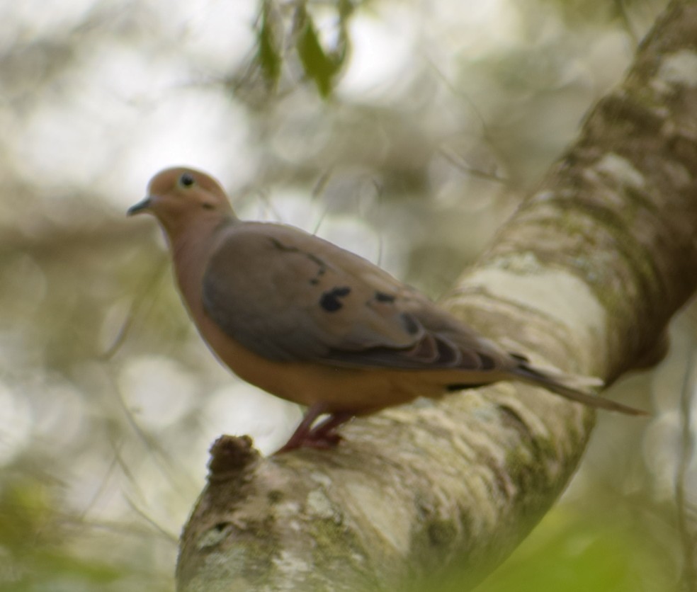 Mourning Dove - Patricia Floyd