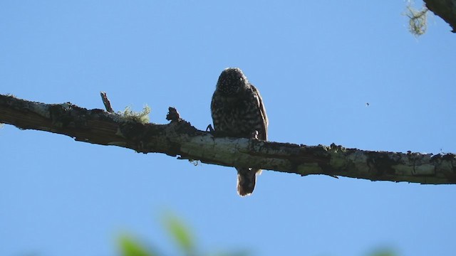 Speckle-chested Piculet - ML220020261