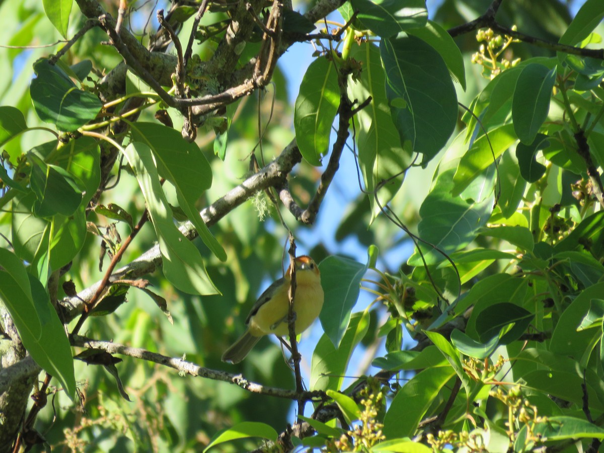 Buff-bellied Tanager - ML220020271