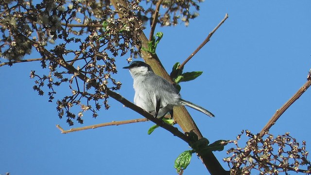 Marañon Gnatcatcher - ML220020491