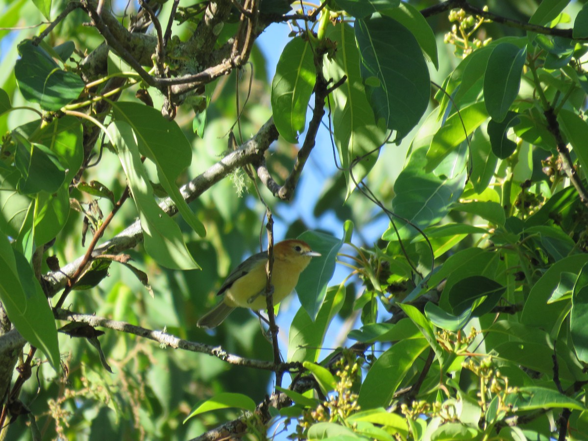 Buff-bellied Tanager - ML220020511