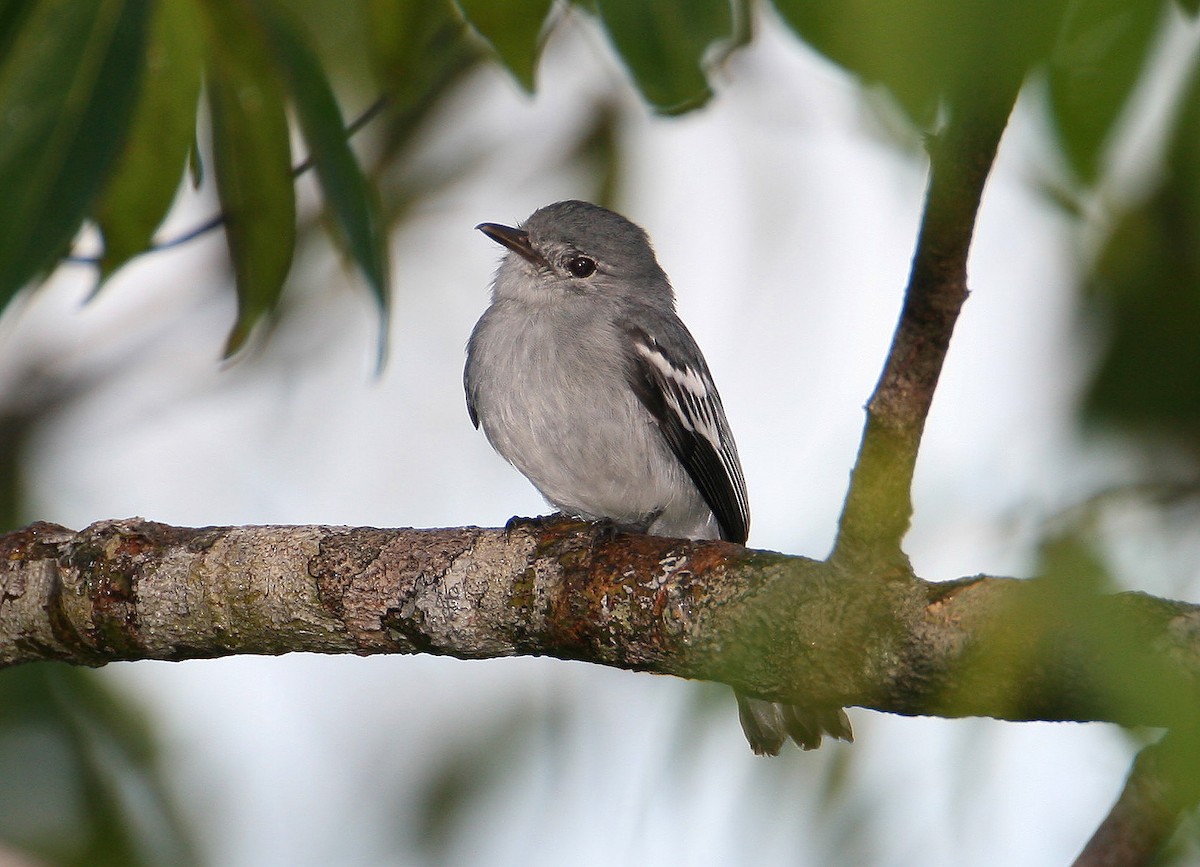 Amazonian Elaenia - Joseph Tobias