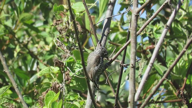 Zebra Kakancığı - ML220021171