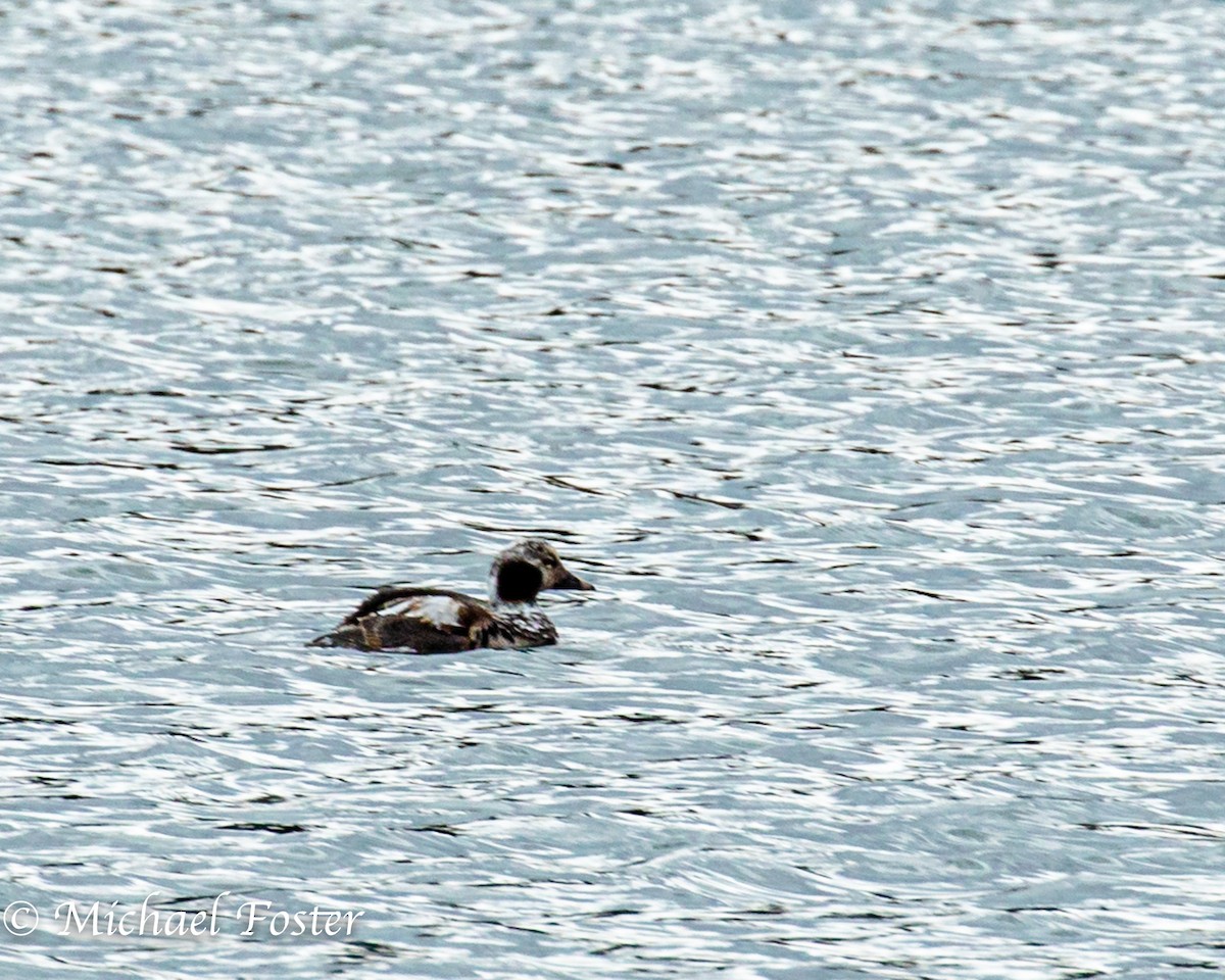 Long-tailed Duck - ML220021581