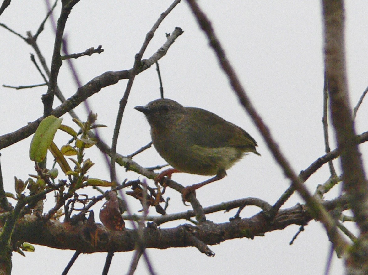 Lemon-bellied Crombec - Tony King