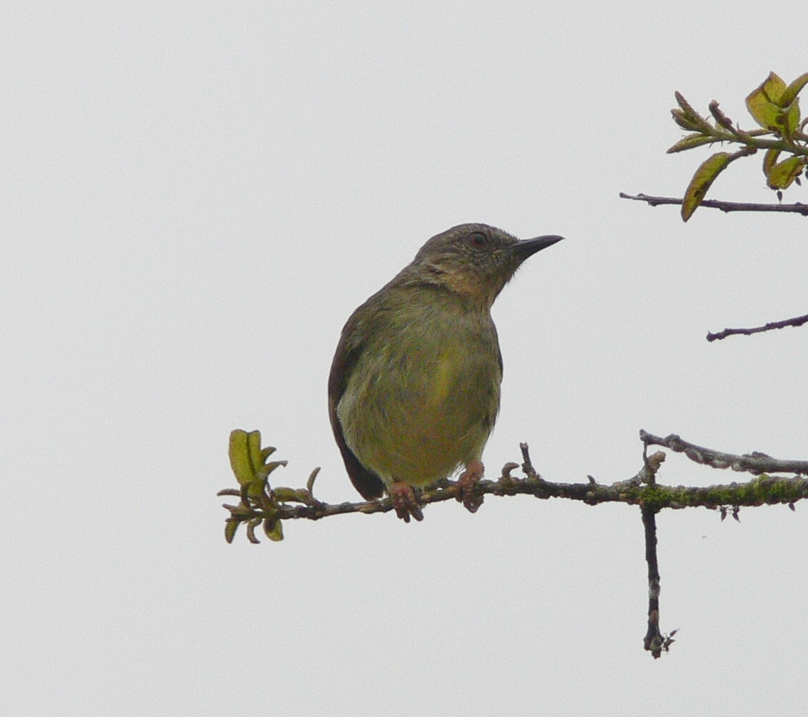 Lemon-bellied Crombec - Tony King