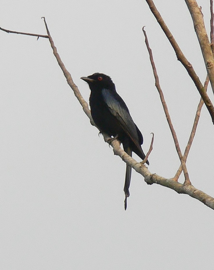 Velvet-mantled Drongo (coracinus) - ML220022221