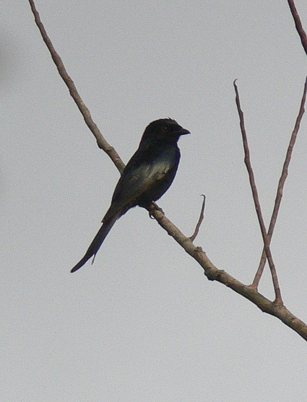 Velvet-mantled Drongo (coracinus) - ML220022451