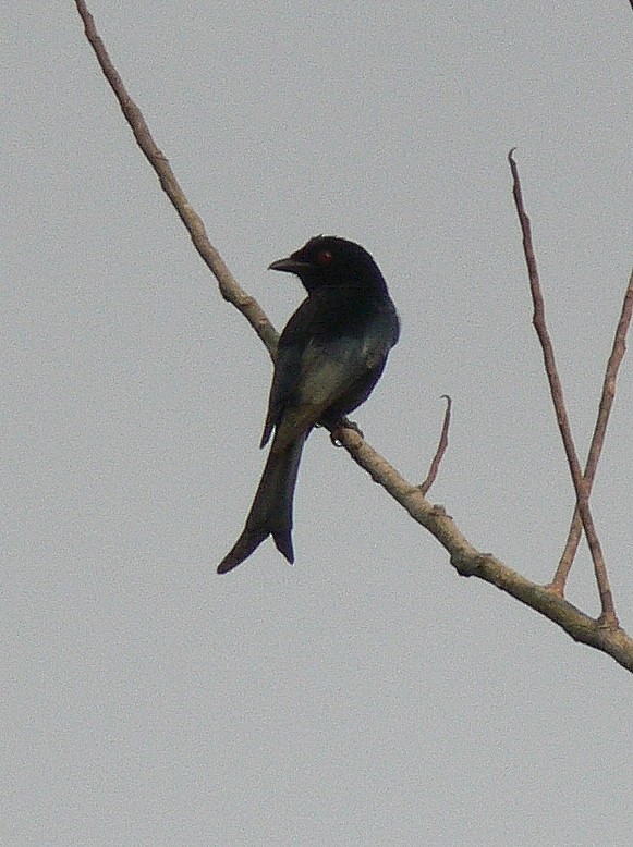 Velvet-mantled Drongo (coracinus) - ML220022461