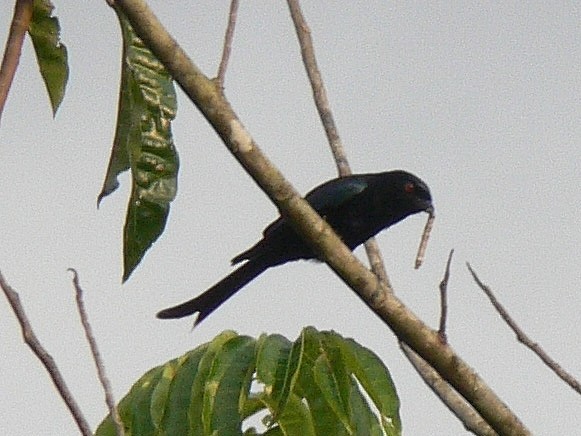 Velvet-mantled Drongo (coracinus) - ML220022501