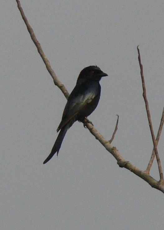 Velvet-mantled Drongo (coracinus) - ML220022611